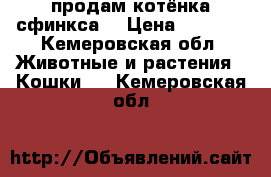 продам котёнка сфинкса  › Цена ­ 1 500 - Кемеровская обл. Животные и растения » Кошки   . Кемеровская обл.